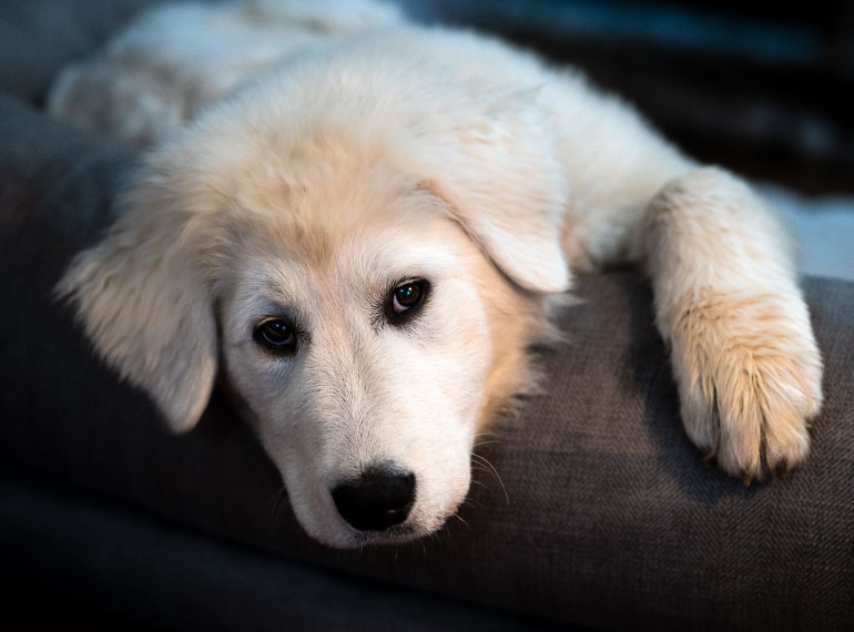 maremma puppy 