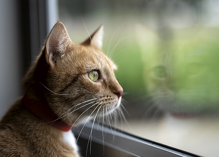 shelter cat looking out window