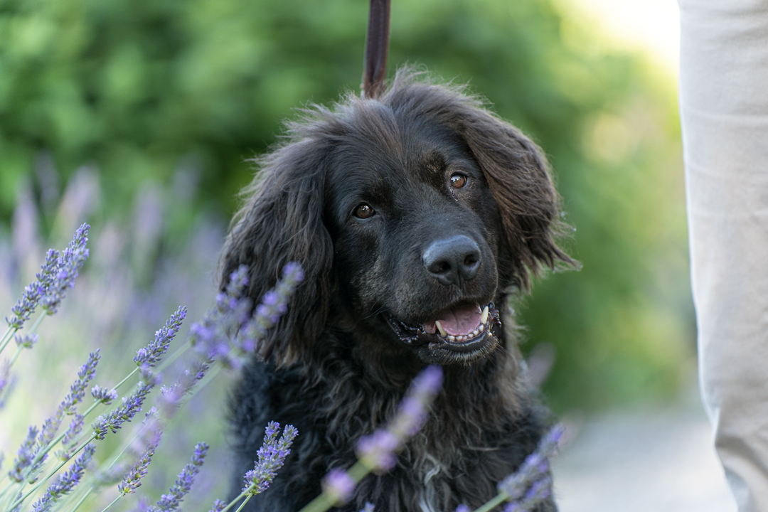 _AAA7118.with-leash