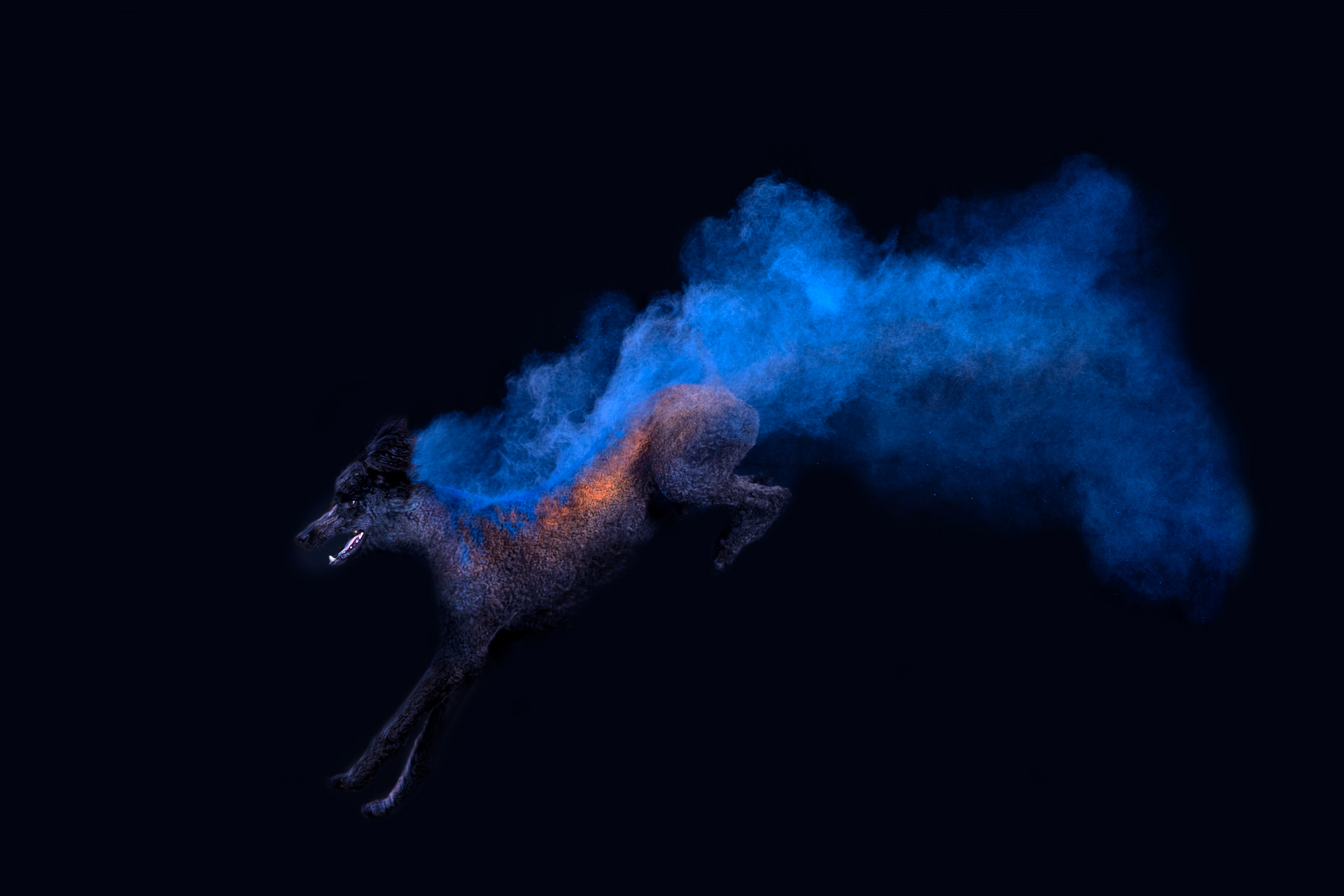 agility poodle jumping with blue and orange powder trail